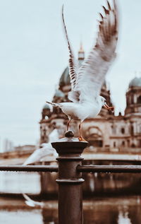 Close-up of seagull flying against sky