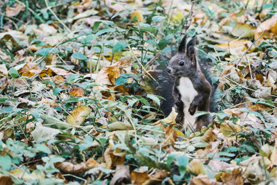 Close-up of squirrel on leaves