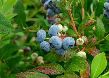 Close-up of purple flowering plant