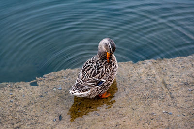 High angle view of a bird