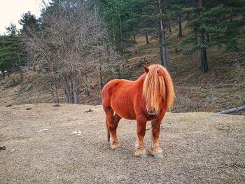 Horse standing in ranch