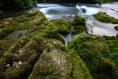 Scenic view of waterfall in forest