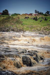 Scenic view of field