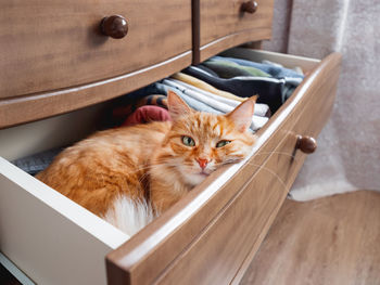 Ginger cat is sleeping in chest of drawers. fluffy pet has a rest among folded clothes. 