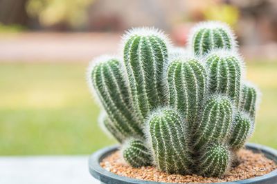 Close-up of cactus plant on table