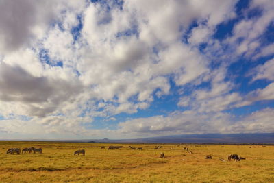 Zebras grazing on grassy field against cloudy sky