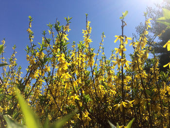 Low angle view of flowers against sky