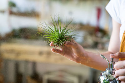 Close-up of hand holding plant