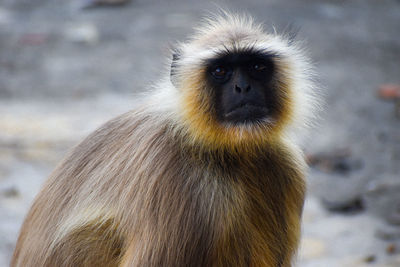 Close-up portrait of brown eye