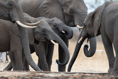 Close-up of elephant