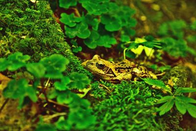 View of frog on land