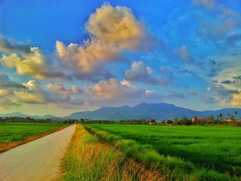 Scenic view of agricultural field against sky