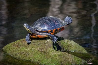 Close-up of turtle in water