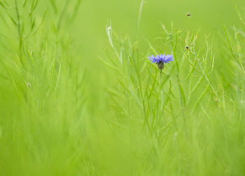 Close-up of purple flowering plant on land