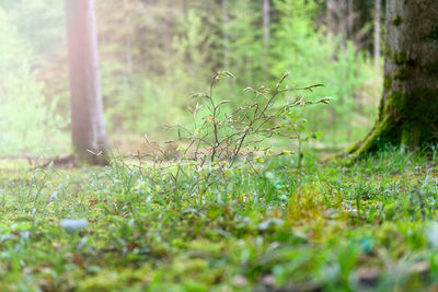 Surface level of trees growing in field