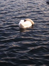 Swan swimming in lake