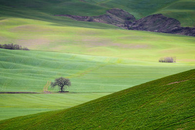 Scenic view of agricultural field