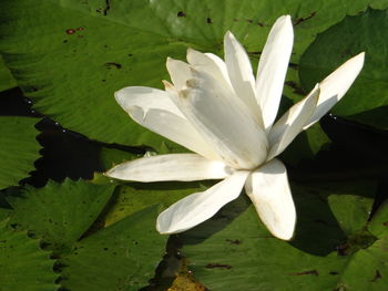 Close-up of lotus water lily in lake