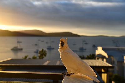 Seagull perching on a bird against sunset sky