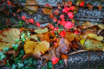 Close-up of autumn leaves on plant