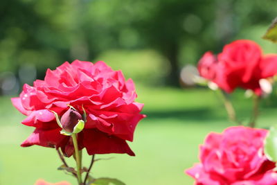 Close-up of pink flower