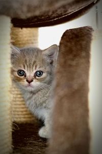 Close-up portrait of cat