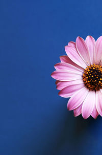 Close-up of pink flower against blue sky