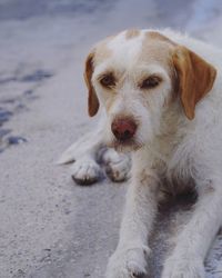 Portrait of dog relaxing outdoors