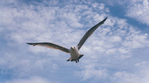 Low angle view of seagull flying against sky