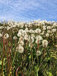 Close-up of flowering plants on land