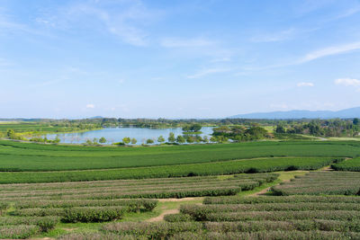 Scenic view of agricultural field against sky