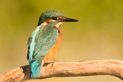 Close-up of bird perching on a branch