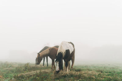 Horses in fog