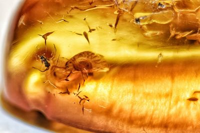 Close-up of insect on yellow flower