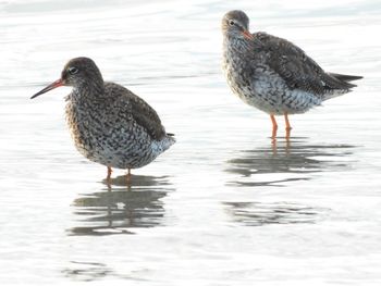 Ducks on a sea