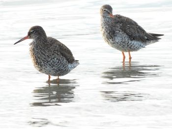 Redshank pair