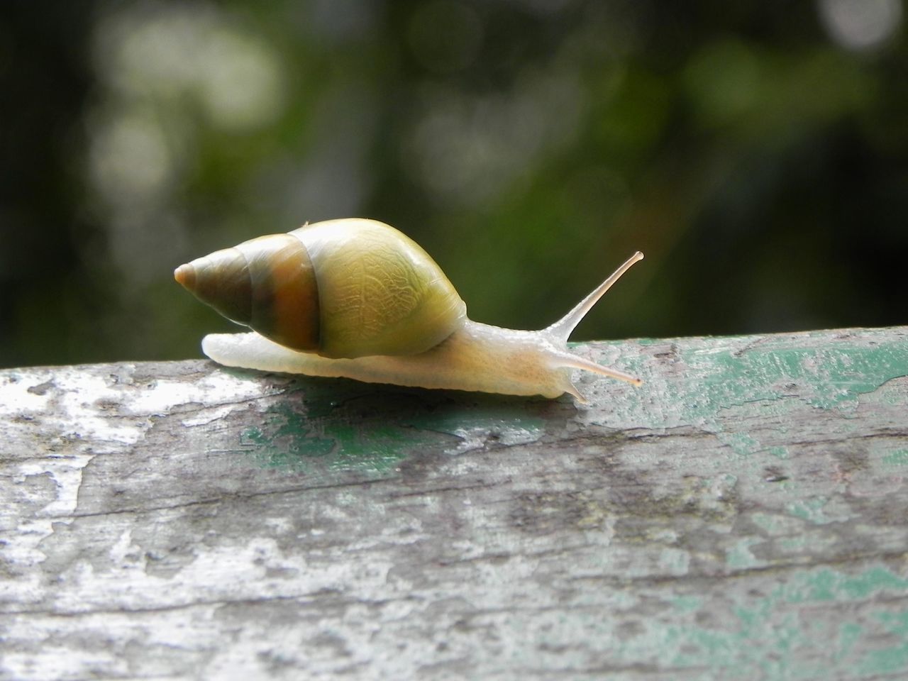 Little green snail