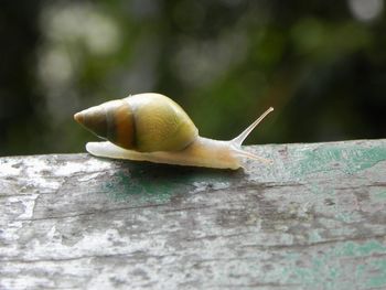 Close-up of snail