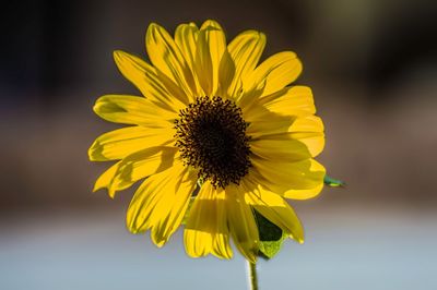 Close-up of sunflower blooming outdoors