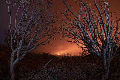 Picturesque scenery of dry leafless trees growing in forest near erupting volcano in la palma island at night