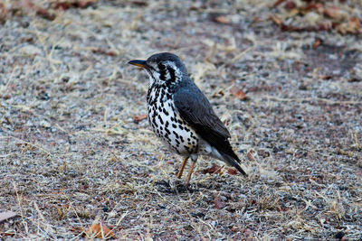Side view of a bird on land