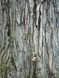 Full frame shot of tree trunk