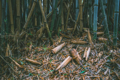 High angle view of bamboo on field