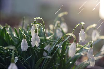 Close-up of white flowering plants on field