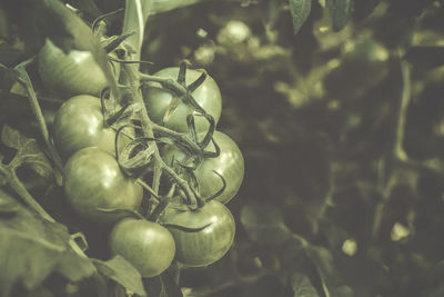 Close-up of berries growing on plant