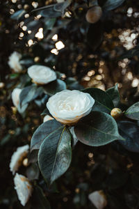 Close-up of white rose flower