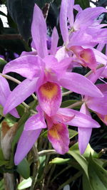 Close-up of flowers blooming outdoors