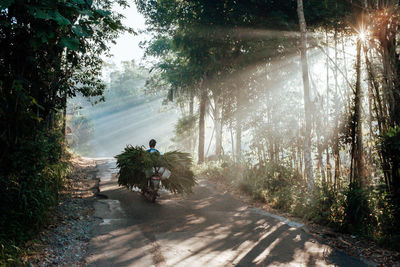 Rear view of man carrying plants on motorcycle