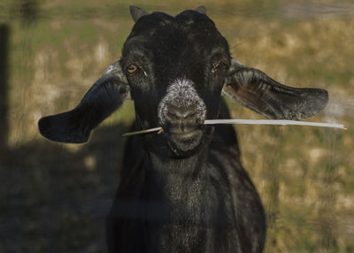 Portrait of cow on field