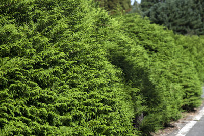 Side view of juniper trees